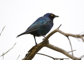 IMG_5791.JPG