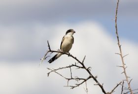 IMG_7008.JPG